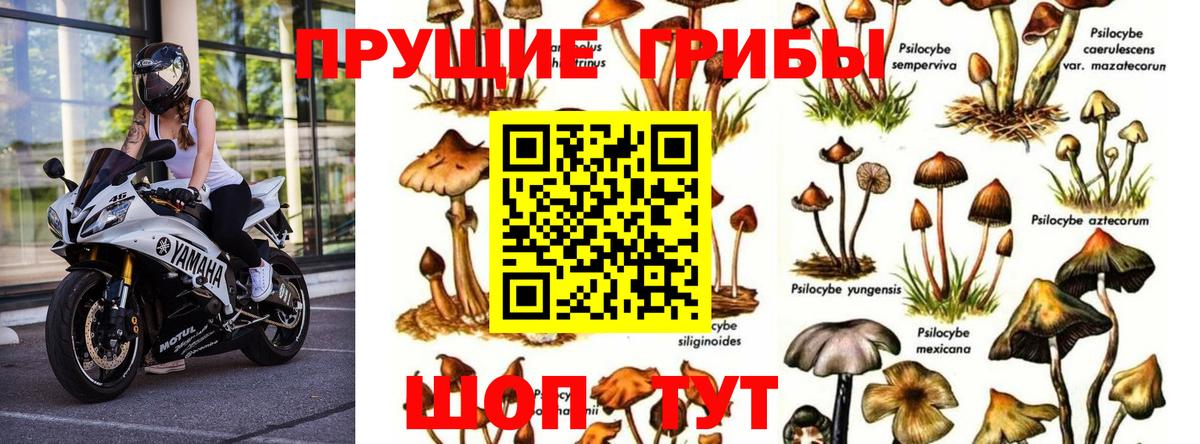 купить наркотики сайты  Псилоцибиновые грибы Psilocybe  Вход с VPN  Нефтекумск 